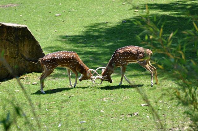 min 2013 07 06 beauval 257